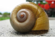 Snail